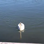 Marelaguna